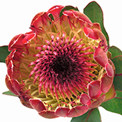 King protea