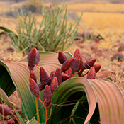 Welwitschia1