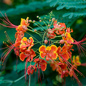 Pride of Barbados