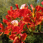 Royal poinciana