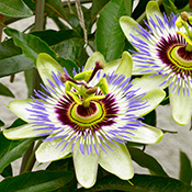 Passiflora