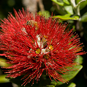 Pohutukawa