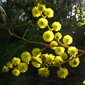 Golden wattle