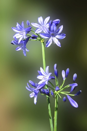 Agapanthus Blue Flowers