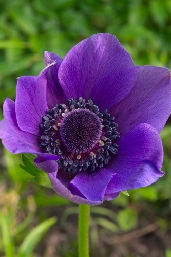 Purple Anemone Flower