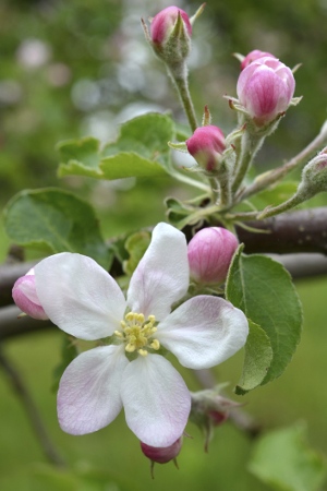 Apple Blossom