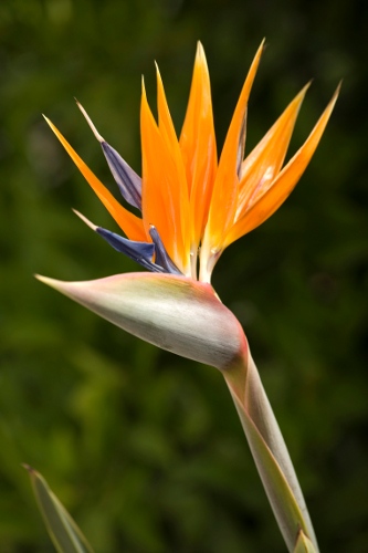 Orange Bird of Paradise Flower