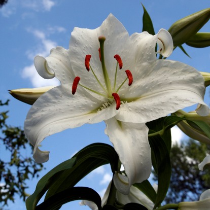 Casa Blanca Lily Flower