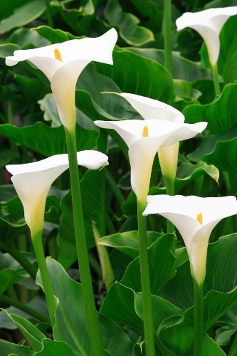 White Calla Lily