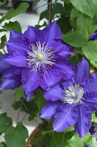 Purple Clematis Flowers