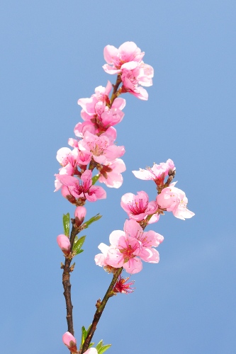 Cherry Blossom Flowers