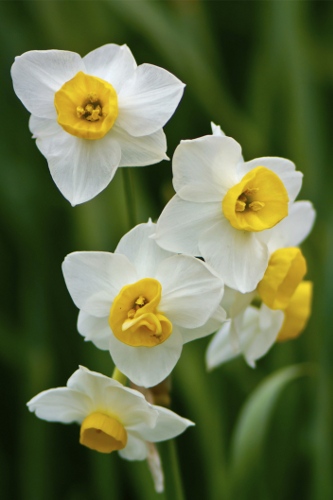 White and Yellow Daffodils