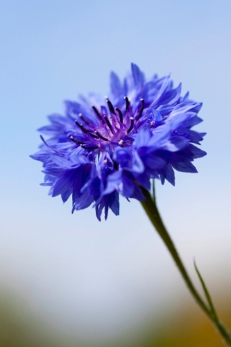 Blue Cornflower