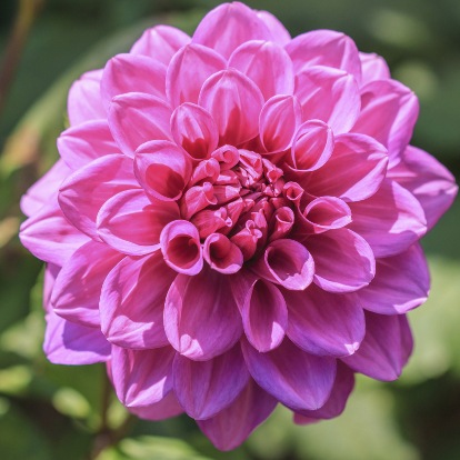 Pink Dahlia Flower