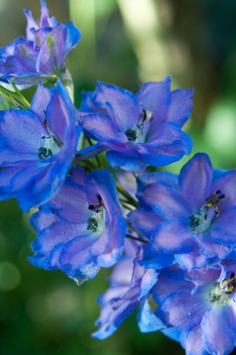 Delphinium Flowers