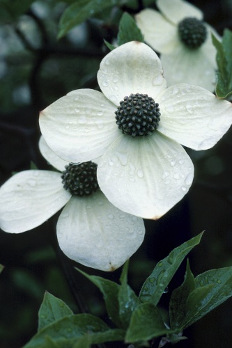 White Dogwood Flowers