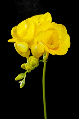 Yellow Freesia Flower