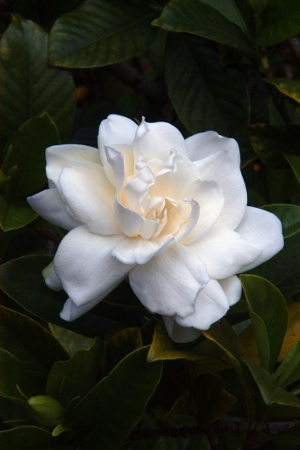 Blooming Gardenia Flower in May