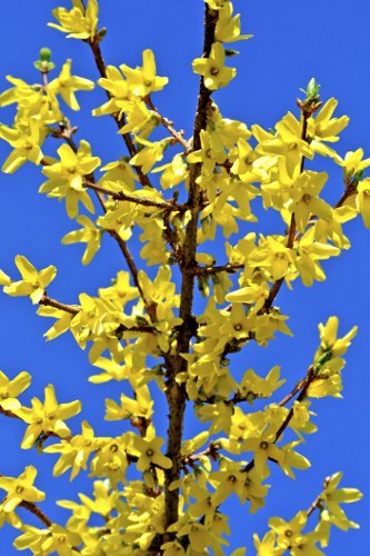 Yellow Forsythia Flowers