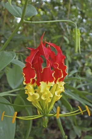 Beautiful Gloriosa Lily in the Season of May
