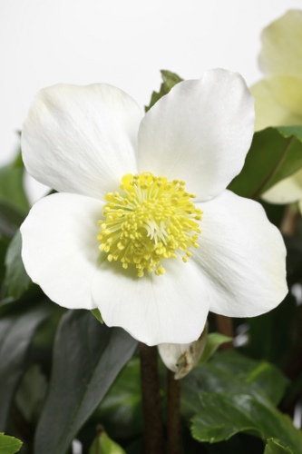 White Hellebore Flower