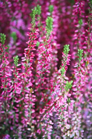 Blooming Pink Heather Flowers in May