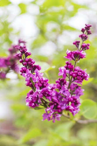 Lilac Flowers