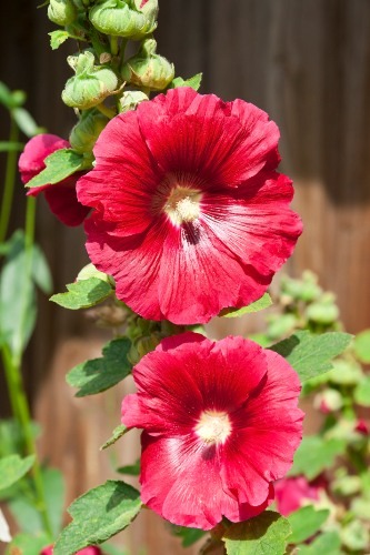 Pink Hollyhock Flowers