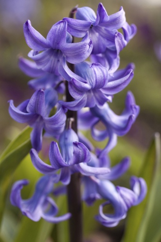Hyacinth Flowers