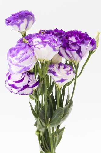 Lisianthus Flowers