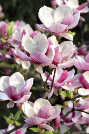 Pink Magnolia Flowers Blooming in May
