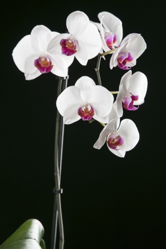 White Orchid Flowers