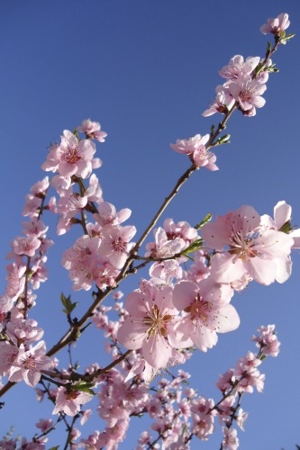 Peach Blossom Flowers