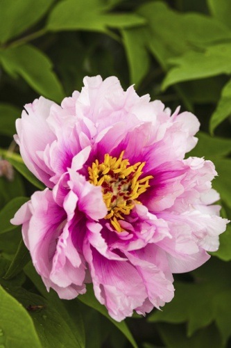 Peony Flower