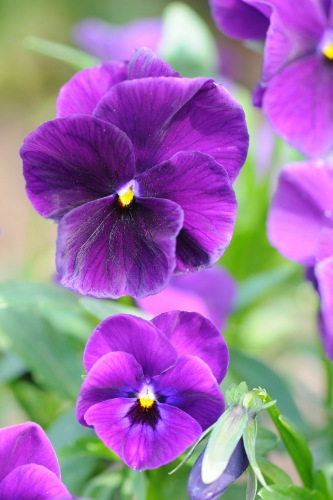 Pansy Flowers