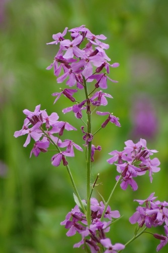 Phlox Flowers