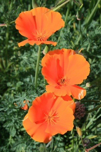 Orange Poppy Flowers