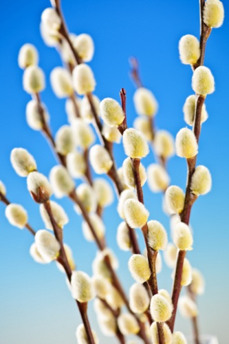 Spring Pussy Willows