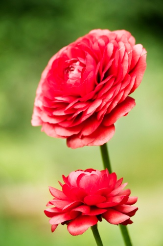 Ranunculus Flowers