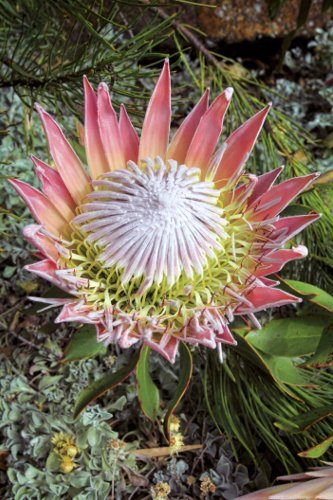 Protea Flower