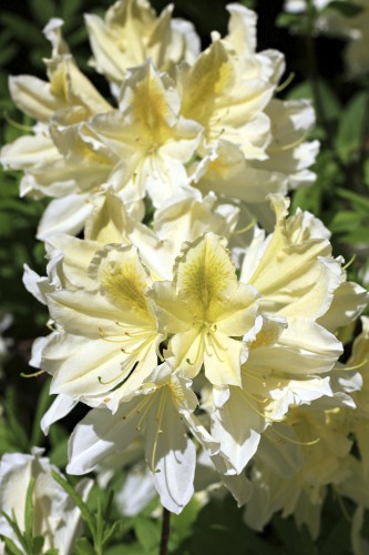 Blooming Rhododendron Flowers