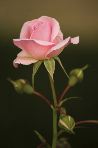 Beautiful Pink Rose