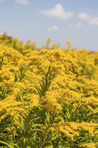 Solidago Flowers