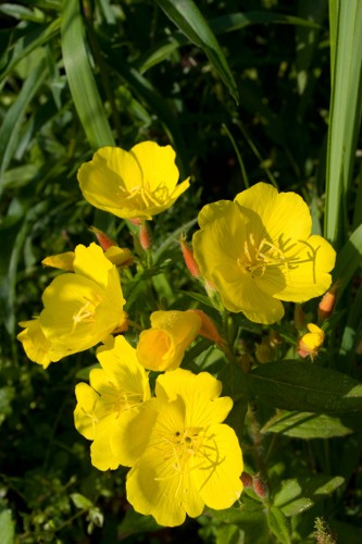 Yellow Sundrops