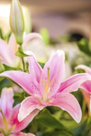 Stargazer Lily Flowers in May