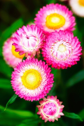 Everlasting Strawflowers