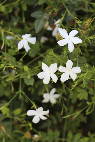 Stephanotis Flowers