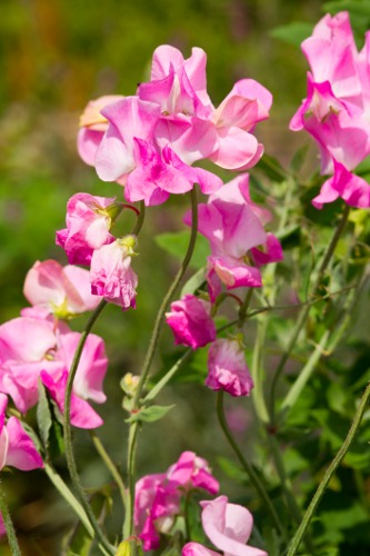 Sweet Pea Blossoms