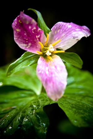 Large Flowered Trillium Blooming in May
