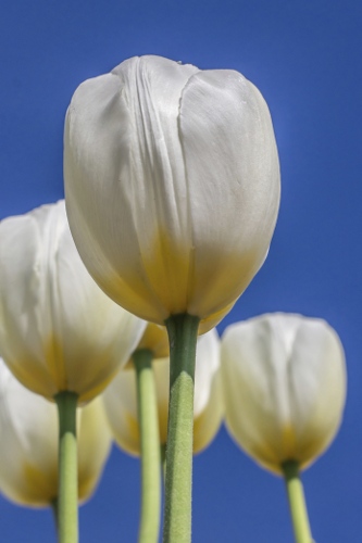 White Tulips